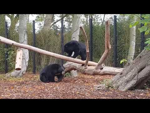 A playing Asiatic black bears
