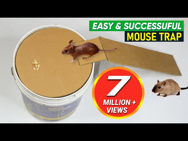 Mouse trap with homemade plastic bucket How to make a mousetrap #Mous, Mouse Trap