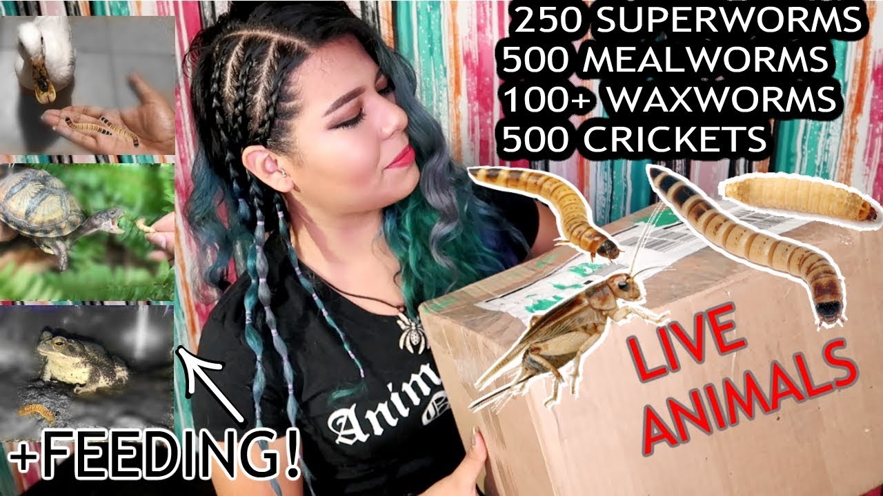 live feeders mice UNBOXING LIVE FEEDERS! SETTING THEM UP + BREEDING (I ALMOST KILLED THEM)