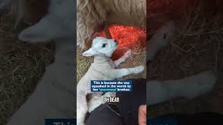 Wonkys Neck Might Be A Little Off, But Her Cuteness Is Undeniable