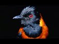 Питоху - Единственная ядовитая птица в Мире
