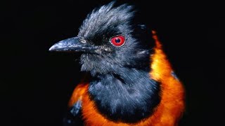 Питоху - Единственная ядовитая птица в Мире