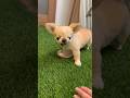 ご飯のお皿は渡さないぞっ！【ペキチワのピノ】 #shortvideo