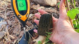 [ENG] How to grow morels in YOUR OWN garden 100% succes for quick harvest How to sow morel mushrooms