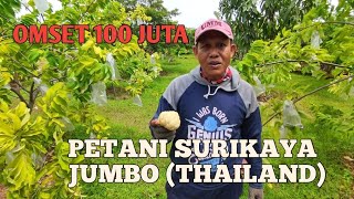 Petani sukses surikaya Jumbo (Thailand)