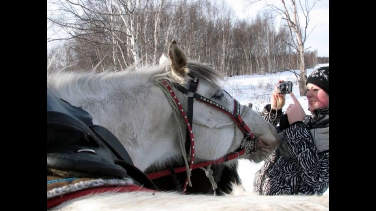 Конская упряжь - YouTube