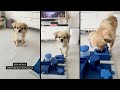 퍼즐 천재만재 호떡이 (트릭시 포커 박스 2)