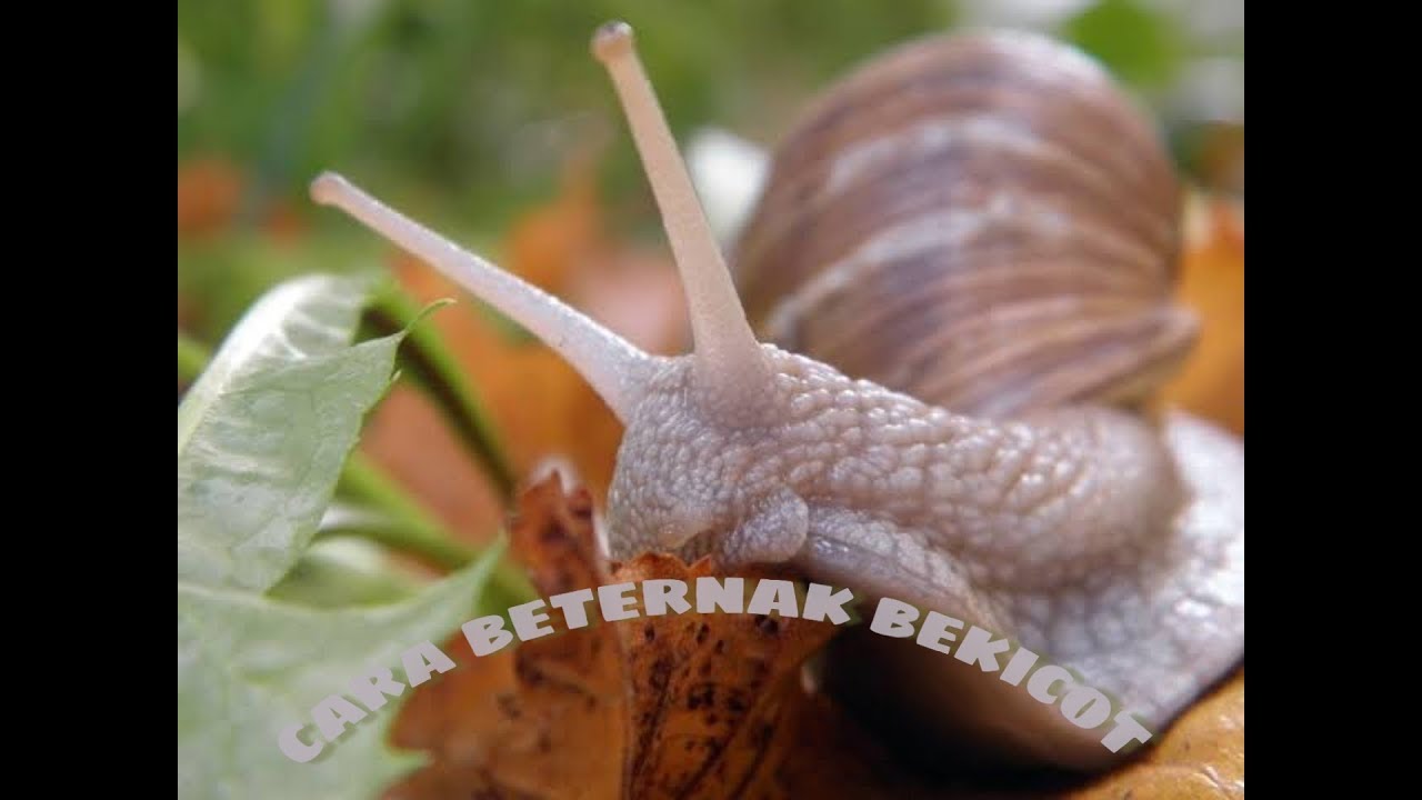 CARA BETERNAK BEKICOT 