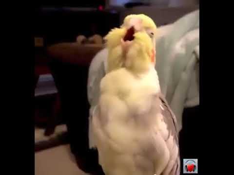 ოპერის მომღერალი თუთიყუში