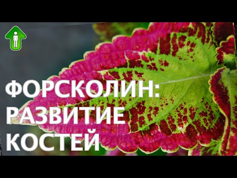 Video: Аденилатциклаза кантип өчүрүлөт?