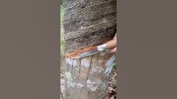 Slice the bark of a rubber tree to extract the sap #shorts #farming #agriculture #garden