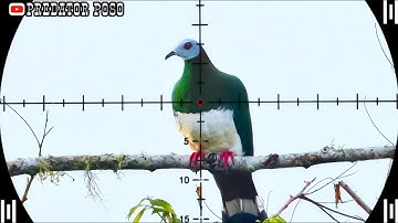 GEROMBOLAN BURUNG PERGAM JUMBO DI POHON KERING / BERBURU BURUNG PERGAM JUMBO & PUNAI 