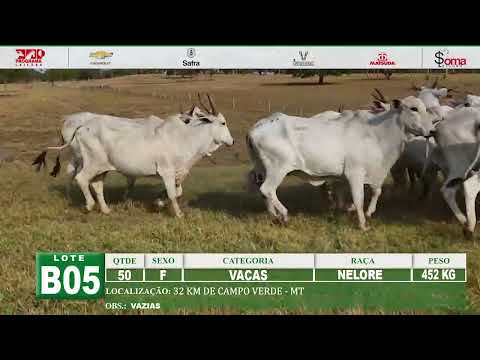 LOTE B05