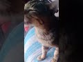 Cat Unexpected | Seen Filming #shorts