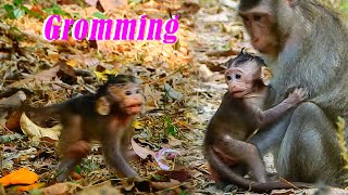 Oh God, Poor Baby Crying to follow Young Mother Monkey | Cute Baby monkey SR by Monkey-Animals2024 554 views 3 weeks ago 31 minutes