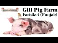 Visit to Gill Pig Farm - Faridkot (Punjab)