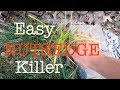 How to get rid of Nutsedge in the lawn