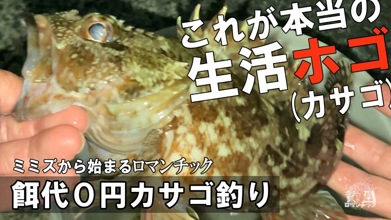 カサゴ釣り【餌代０円！これが本当の生活ホゴ！？】テトラじゃなくても穴釣りじゃなくても大丈夫！夜の堤防で初心者でも安全な釣り方！探り釣り！ep.088