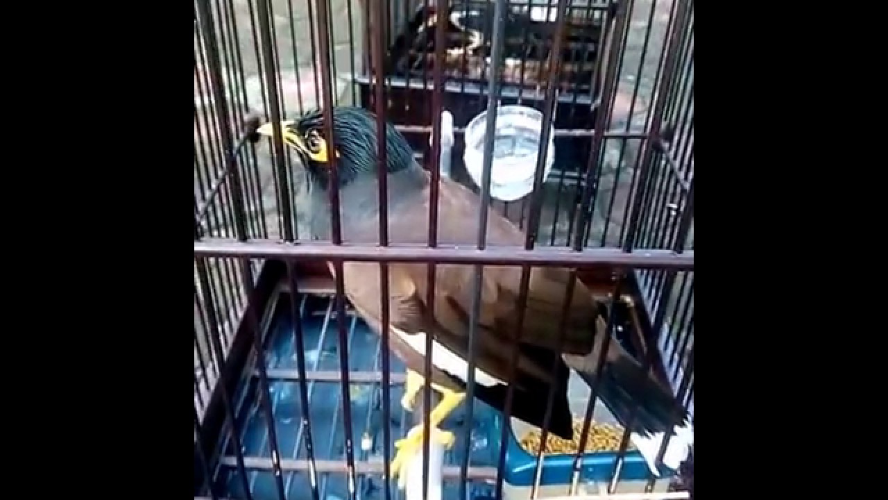 Jalak Nias Bicara Youtube