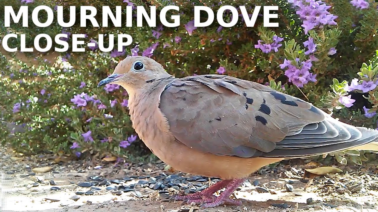 Mourning Dove eating sunflower seeds YouTube