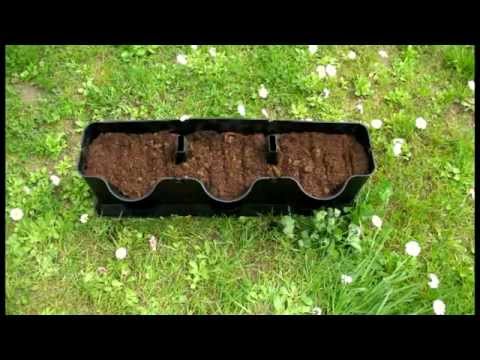 Video: Kabantys daržovių augalai – daržovės, augančios kabančiuose krepšeliuose