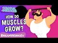 Understanding Muscle Growth