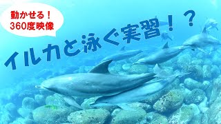 「ドルフィントレーナー専攻の実習を360°映像でご紹介！！」の動画サムネイル