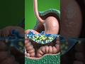 How Juice Is Digested in the Stomach &amp; Small Intestine | 3D Medical Animation#HealthEducation