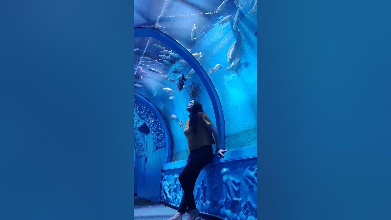 Aqua tunnel in JP nagar 8th phase aquarium aquatunnel jpnagar YouTube