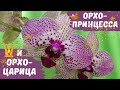 Ко мне прибыли царственные орхо-особы! (Phal. Princess Kaiulani,  Phal. Cleopatra)