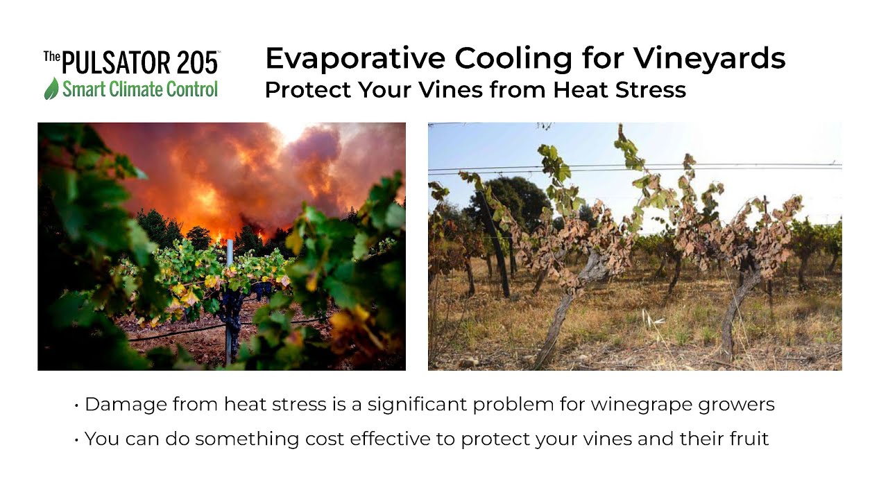 Evaporative Cooling for Vineyards