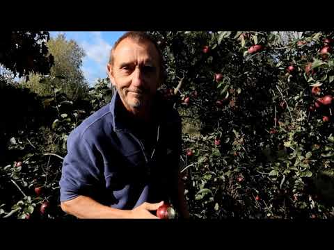 ვიდეო: Apple Skala - ერთ-ერთი საუკეთესო ჯიში ცენტრალური რუსეთისთვის