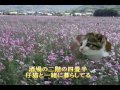 止り木暮らし(長保有紀) 唄 tiko