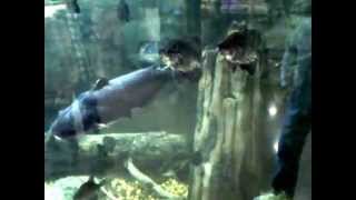 Fish tank at cabela's Acworth Ga.