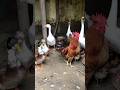 Ducks And Chickens Excited To Go Out Side рџ Foryou Duck Talhakadihat Animals Funny Shorts Ducks And Chickens Excited To Go Out Side рџ Foryou Duck Talhakadihat Animals Funny Shorts