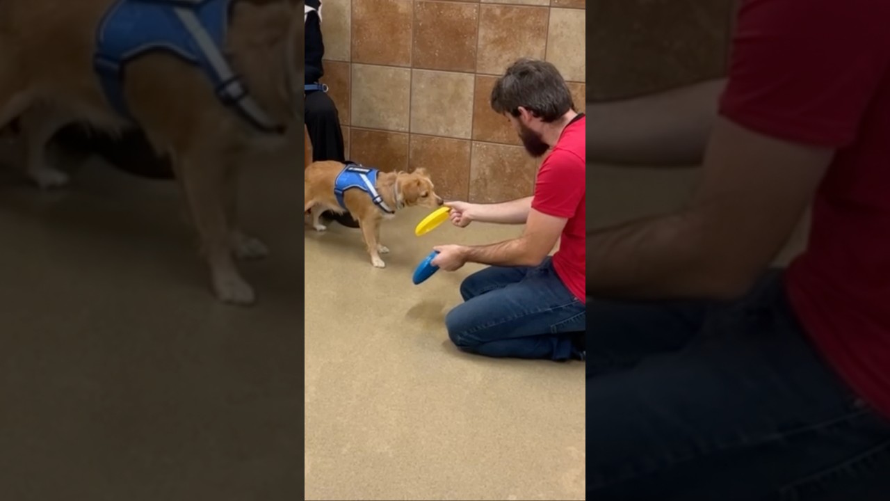 Видят ли собаки цвета? 🐶 Герой пробует свои силы в соревновании «Жёлтый против синего».