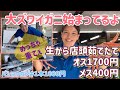 『大ズワイキターー！オス1700円、メス400円。シーズン前に先取り！』#激安 #魚屋　#相木魚問屋 #敦賀 7/9/12