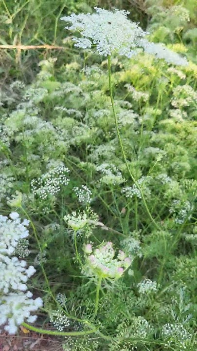 Парк "Цитадель", ч.3, купырь лесной, 💮🌾, 😅🌿🌹🌳🌲 Познань, Poznan, Poland ...