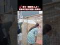😮信じられない!?舞妓さんに会えるなんて!!外国人観光客も祇園祭の日本文化に興味津々!京都・祇園祭の宵山を満喫する外国人観光客 #祇園祭 #外国人の反応 #舞妓 #京都