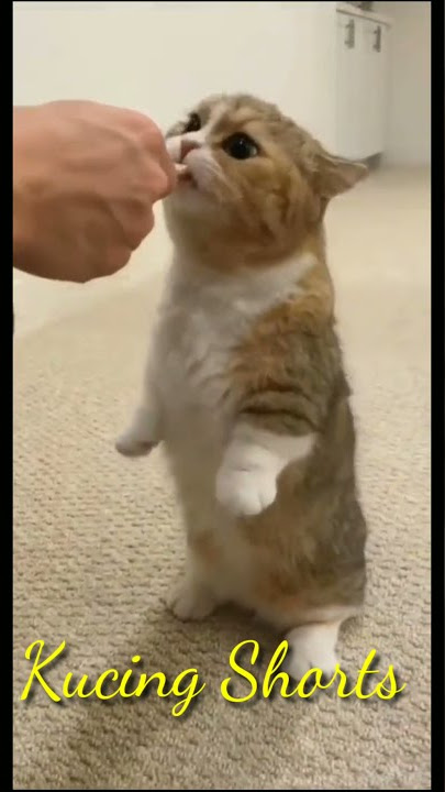 Kucing Lucu | Kucing Kaki Pendek Berdiri | Lucu Banget #shorts #comedy #viral