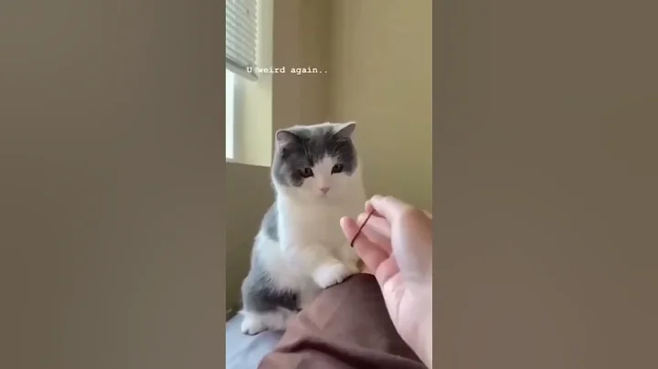 Video 11899631: cat cute funny