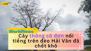 Cây thông cô đơn nổi tiếng trên đèo Hải Vân đã chết khô #tintuc #news #worldnews