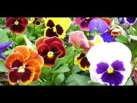 Video: Cvjetajuće Biljke U Zimskom Vrtu