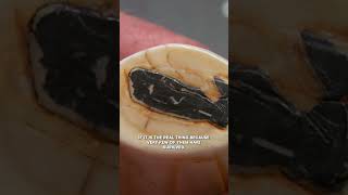 Is This a REAL 19th Century Whale's Tooth?! | Pawn Stars | #Shorts