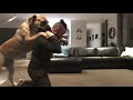 Boerboel Molly playing with owner