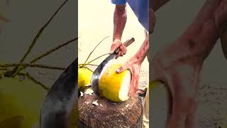 Opening Fresh Coconut Like A Pro Coconut Cutting Skills