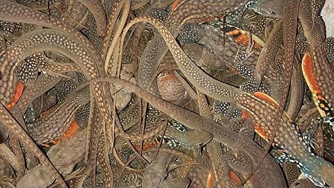 Thú Rừng | Kỳ Nhông | Dông Cát | Ai Cần Dùng Thử Liên Hệ Huỳnh Tùng Vlogs Nhé