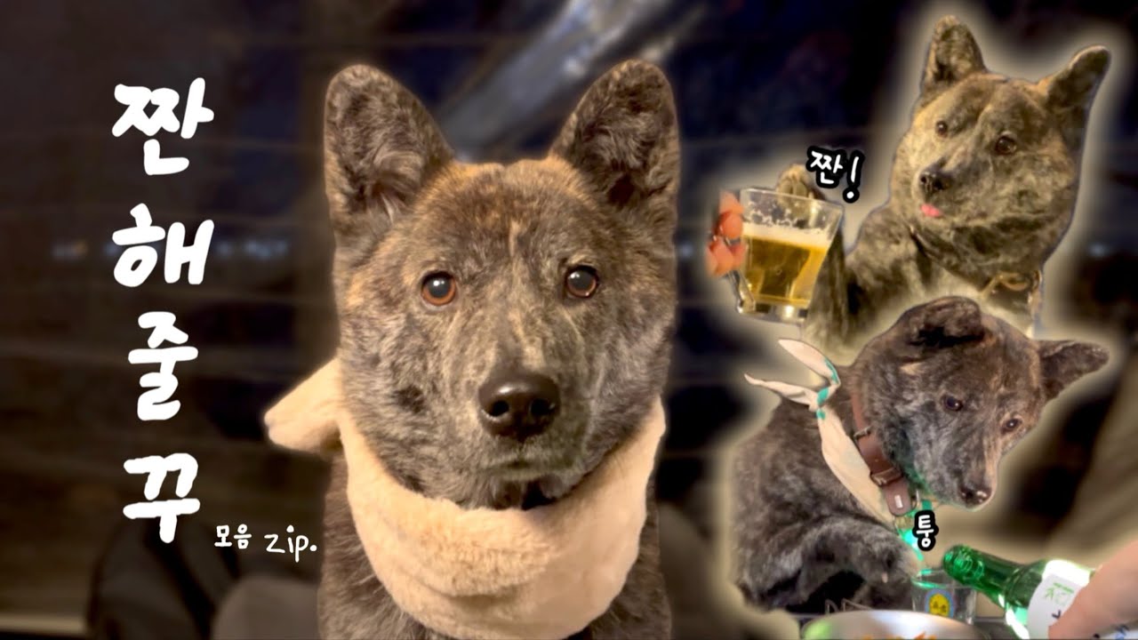 짠해주는 꾸꾸 모음 zip. | 솔로 캠핑 혼술 ( 진돗개 호구 )