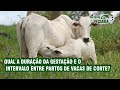 Qual a duração da gestação e o intervalo entre partos de vacas de corte?