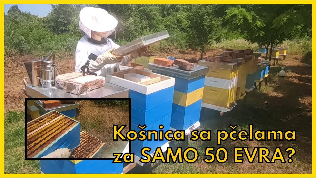 Ekstra jako društvo sa sve košnicom za 50e?